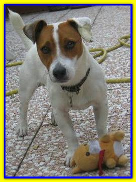 Giglio, Jack Russell Terrier