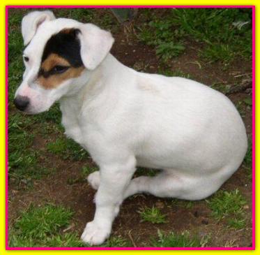 Gilda, Jack Russell Terriers