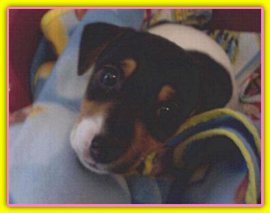 Gilla, Jack Russell Terriers