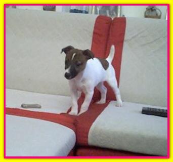 Gina, Jack Russell Terriers