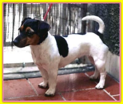 Giny Pot, Jack Russell Terriers