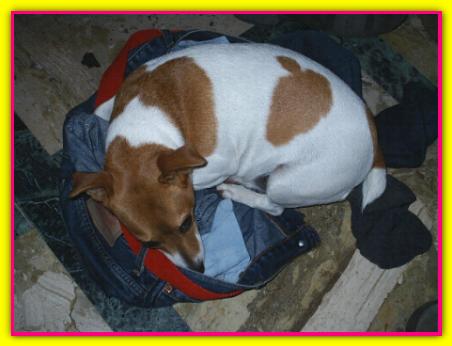 Giuditta, Jack Russell Terrier