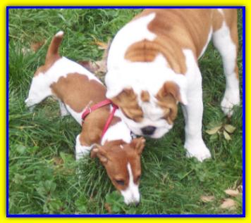 Godot, Jack Russell Terriers