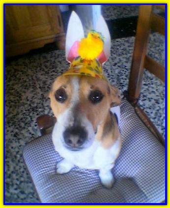 Guido, Jack Russell Terriers