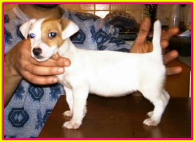 Hamasei, Jack Russell Terrier