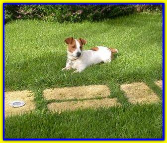 Harley, Jac Russell Terrier