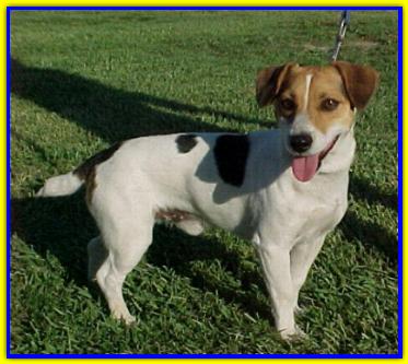 Harry, Jack Russell Terrier