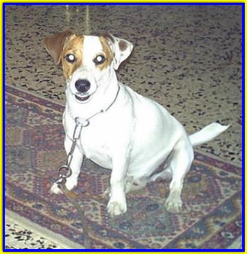Harry, Jack Russell Terrier