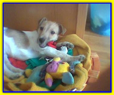 Iago, Jack Russell Terrier