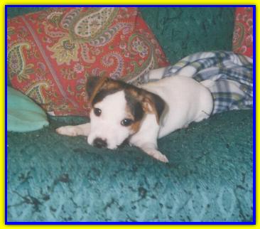 J Tati Jack Russell Terriers