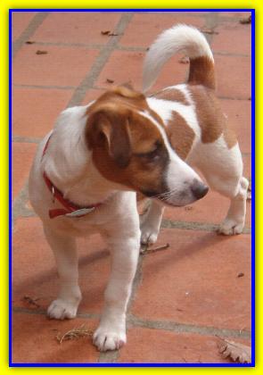 Jack, Jack Russell Terriers