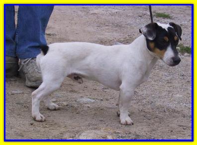 Jack, Jack Russell Terriers