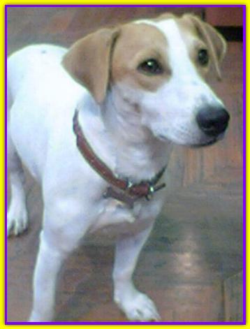 Jack, Jack Russell Terrier