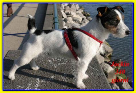 Jakin, Jack Russell Terriers