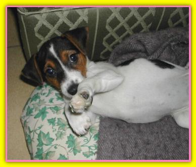 Jackline, Jack Russell Terriers