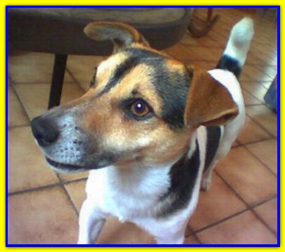 Jacky, Jack Russell Terriers