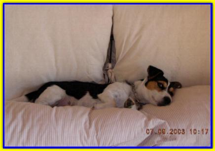 Jacky, Jack Russell Terrier