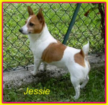 Jessie, Jack Russell Terrier