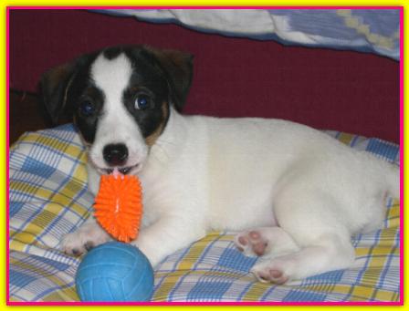 Jodie, Jack Russell Terriers