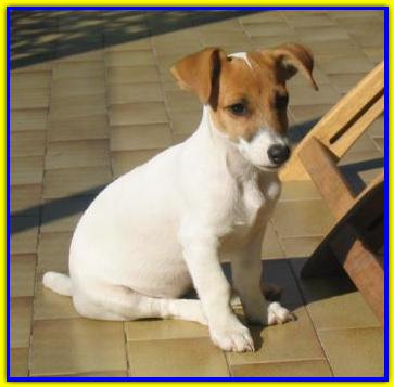 Joey, Jack Russell Terrier