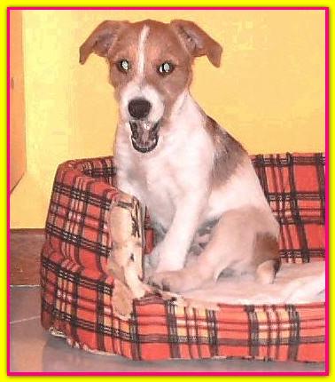 Jolie, Jack Russell Terrier