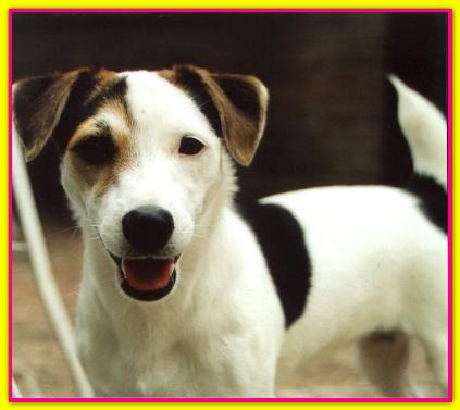 Jumping Jack Bifola, Jack Russell Terriers