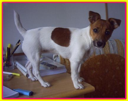 Kika, Jack Russell Terrier