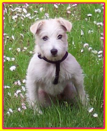 Lady, Parson Jack Russell Terrier