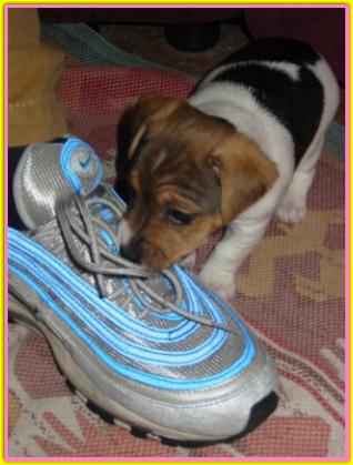 Laika, Jack Russell Terriers