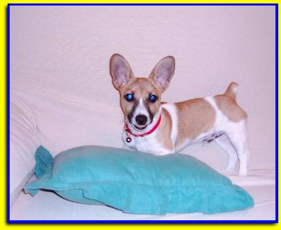 laio, Jack Russell Terrier