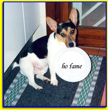 Lampo, Jack Russell Terrier