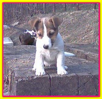 Lantaka Sambuca Special, Jack Russell Terriers