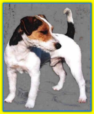 Lantaka Get-me-five, Jack Russell Terriers