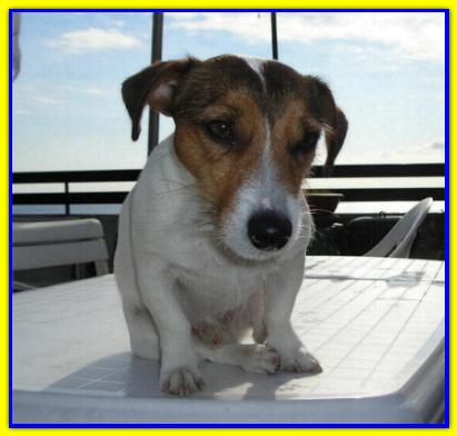 Lapo, Jack Russell Terrier