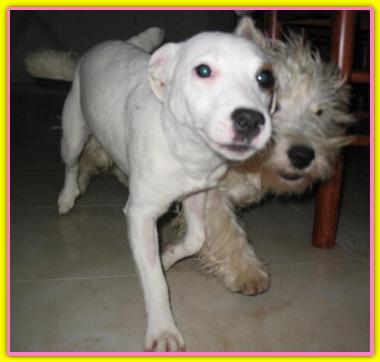 Lara, Jack Russell Terriers