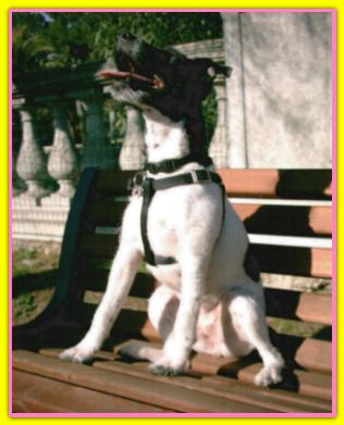 Lea, Jack Russell Terriers