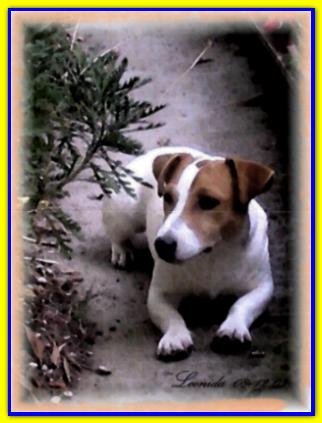 Leonida, Jack Russell Terrier