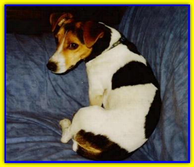 Leopoldo, Jack Russell Terriers