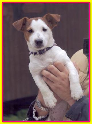 Leslie, Jack Russell Terriers