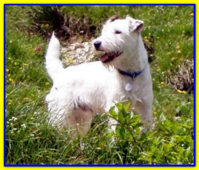 Lex, Jack Russell Terriers
