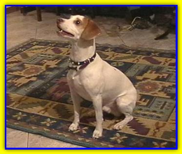 Lillo, Jack Russell Terriers
