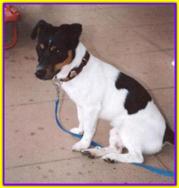 Lucky Jack, Jack Russell Terrier
