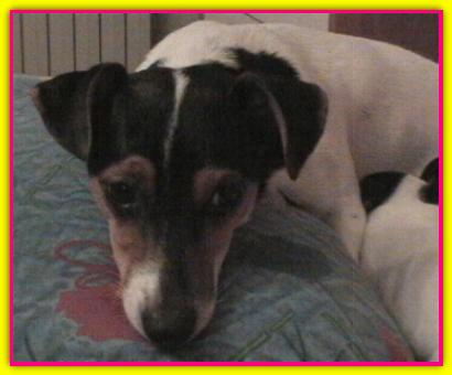 Luna, Jack Russell Terriers