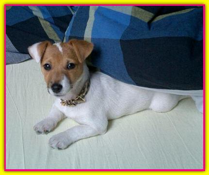 Luna B, Jack Russell Terriers
