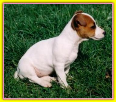 Mabel, Jack Russell Terriers