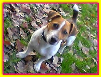Mafalda Baf, Jack Russell Terrier