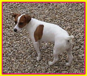 Maggie, Jack Russell Terriers