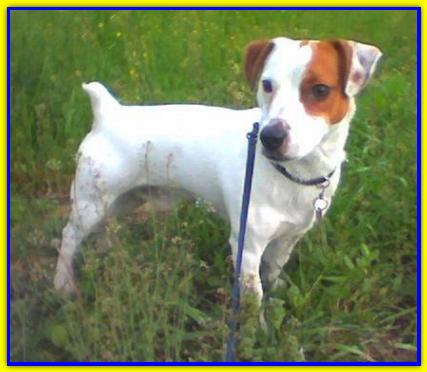 Mailo, Jack Russell Terriers