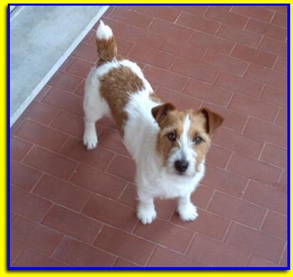 Mapo, Jack Russell Terrier