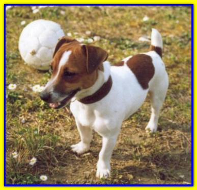 Marvin, Jack Russell Terrier